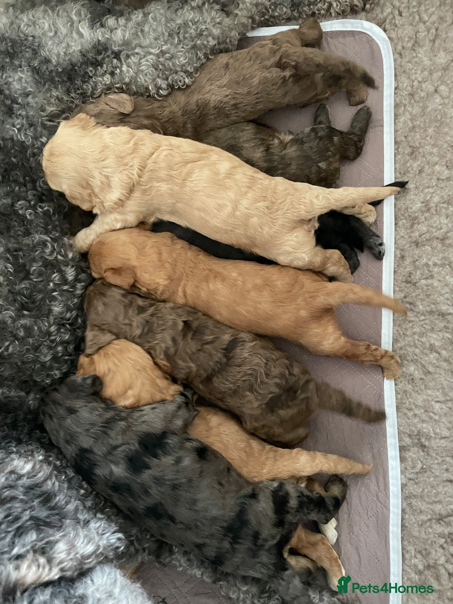 Double Doodle dogs Supreme Double Doodles - striking colours and coat - Advert 2