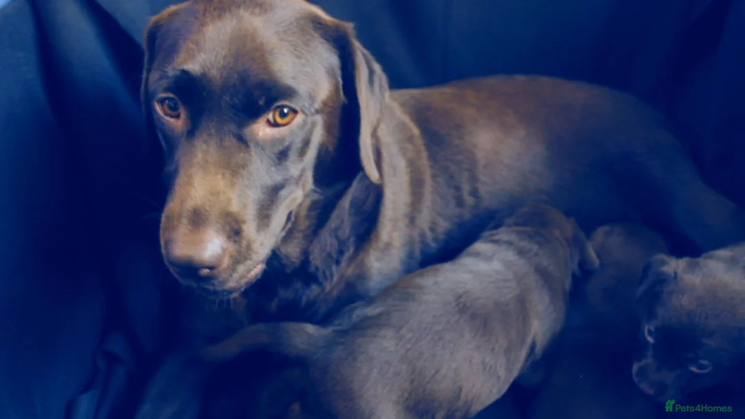 Labrador Retriever dogs for sale: Chocolate Labrador in Glasgow - Advert 1