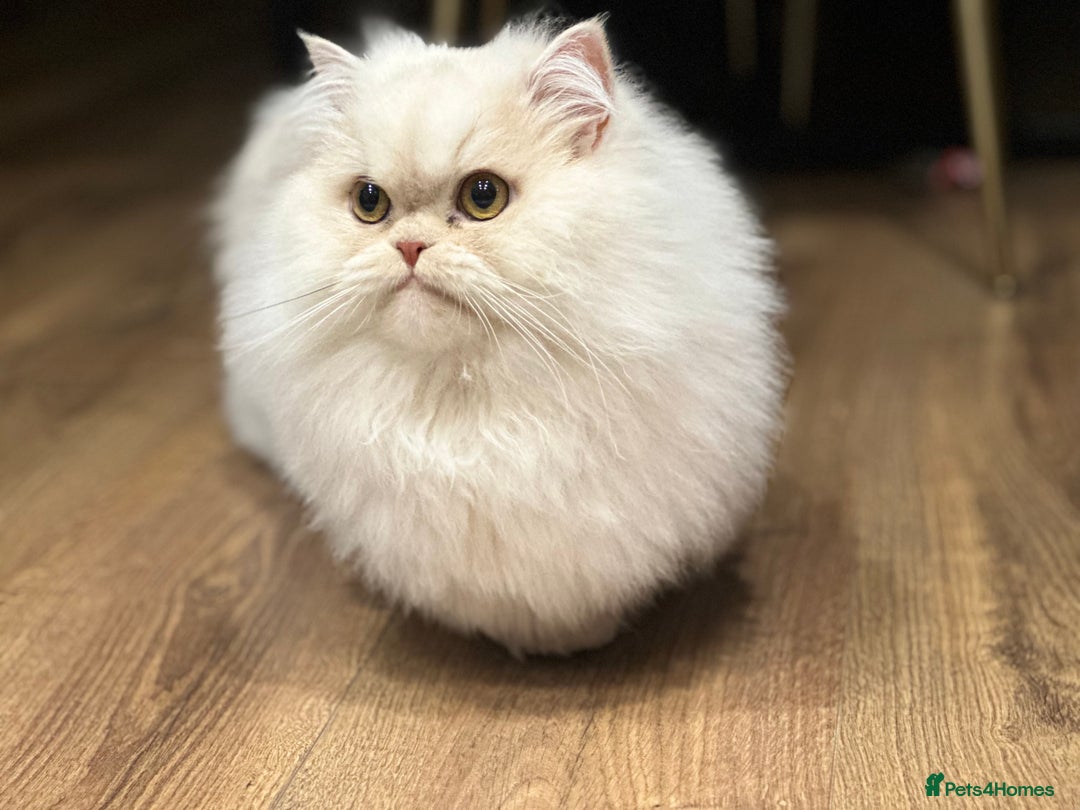 Munchkin cats for sale: Munchkin Persian male cat - Advert 2