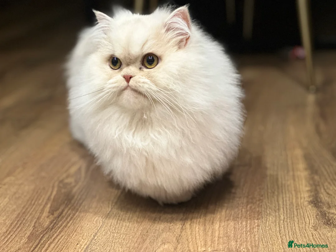 Munchkin cats for sale: Munchkin Persian male cat - Advert 2
