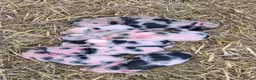 Pig livestock for sale: Kune kune pigs  in Dover - Advert 3