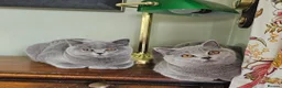 British Shorthair cats for sale: Beautiful adorable BSH blue kittens - Advert 7
