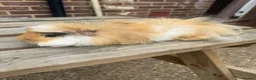 Guinea Pig rodents for sale: Guniea pigs  - Advert 2