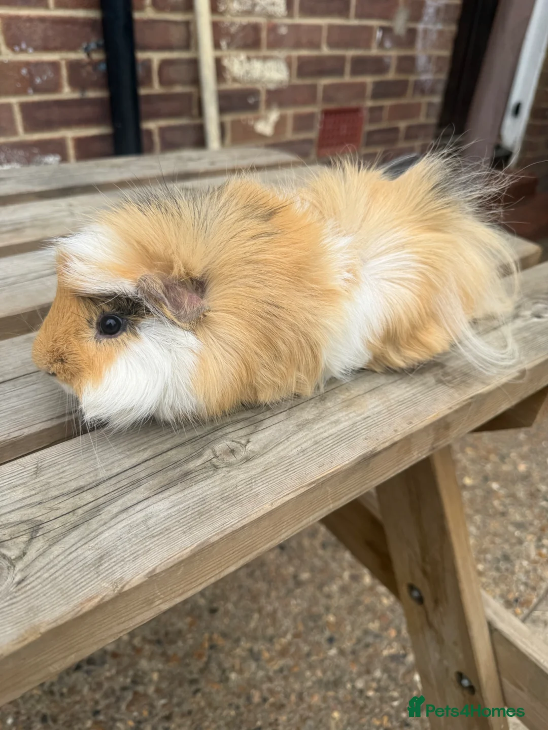 Guinea Pig rodents for sale: Guniea pigs  - Advert 2