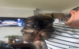 German Shepherd dogs for sale: Beautiful GSD pups - Image 2