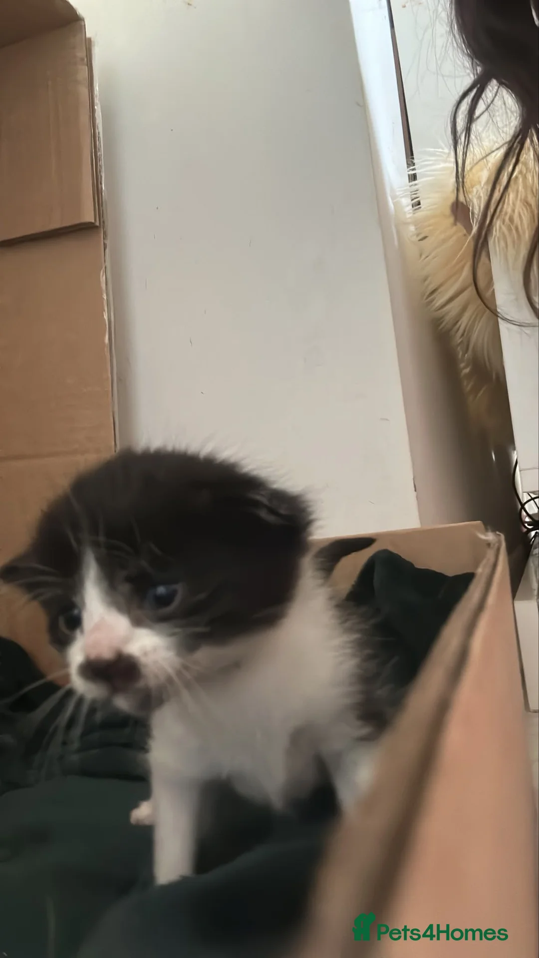 Mixed Breed cats for sale: 3 female kittens  in Gateshead - Advert 2