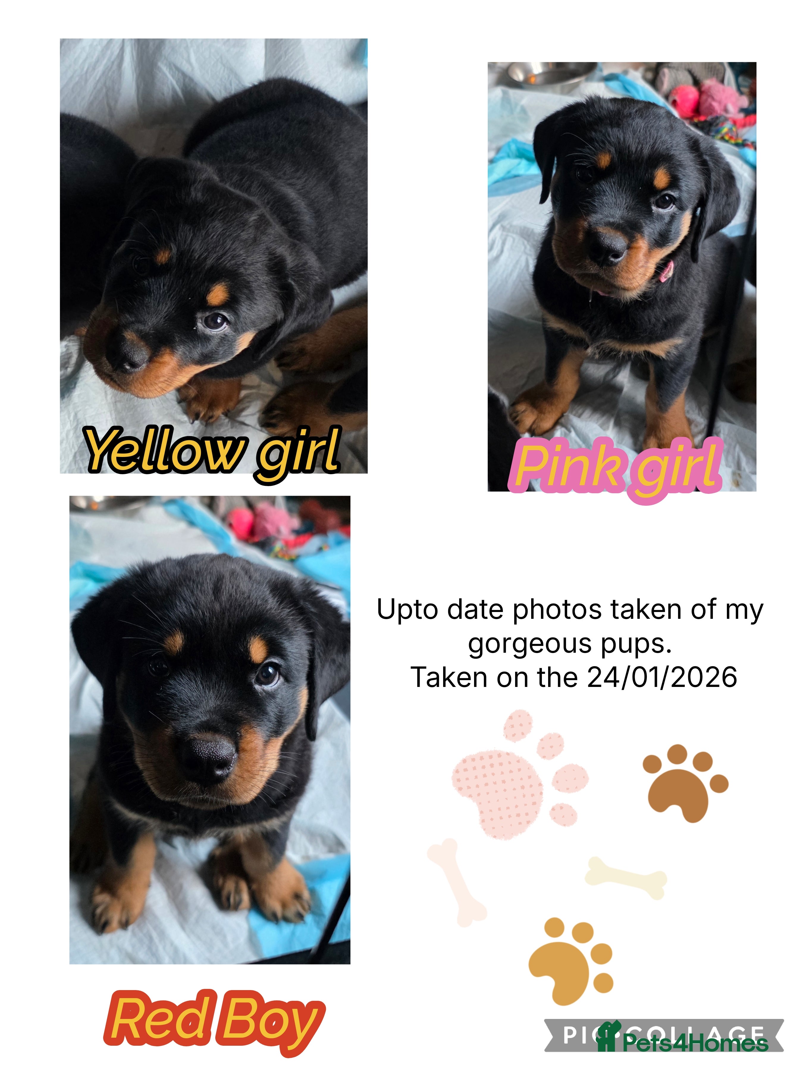 Rottweiler dogs Gorgeous purebred Rottweiler puppies for sale  - Advert 3