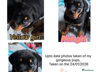 Rottweiler dogs Gorgeous purebred Rottweiler puppies for sale - Advert 3
