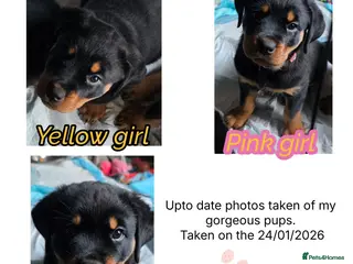 Rottweiler dogs Champion bloodline, German Rottweiler pups - Advert 11