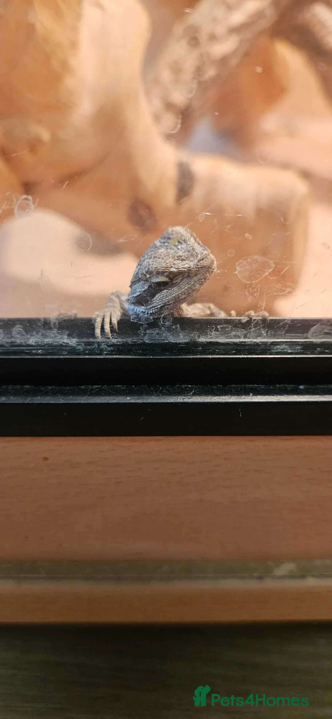 Bearded Dragon reptiles for sale: Baby Bearded dragons - Advert 15