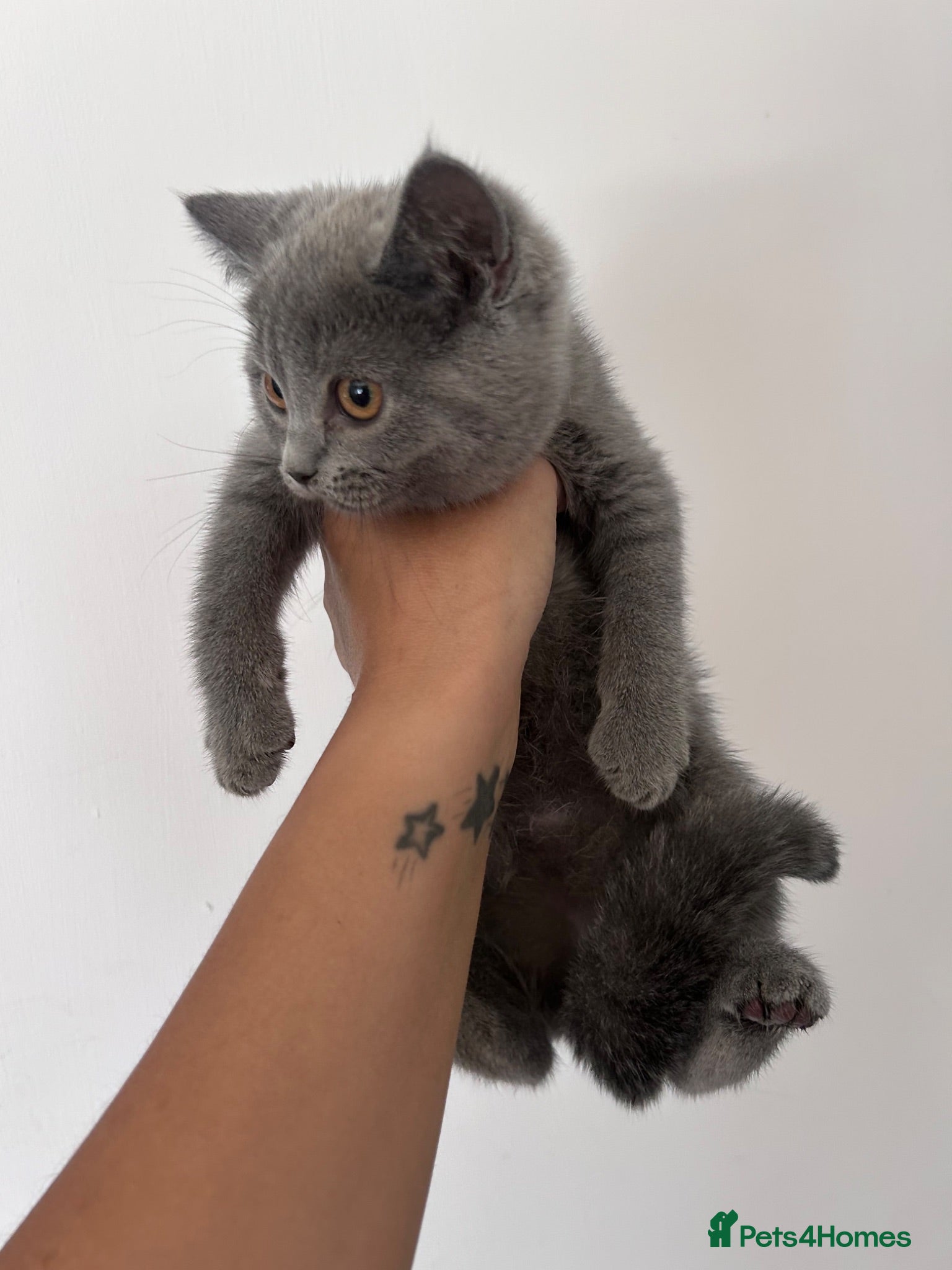 British Shorthair cats BSH KITTENS 💕💙 - Advert 1