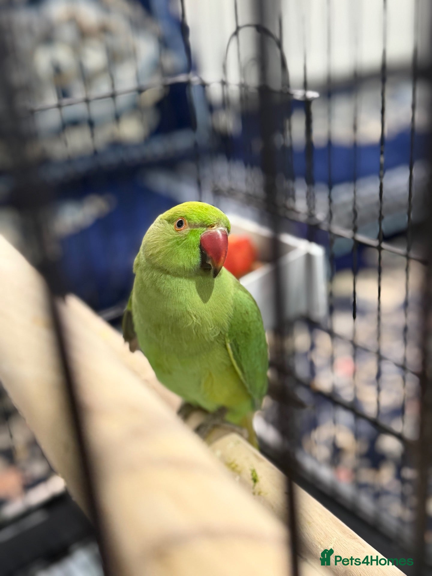 Ringnecks birds for sale: Young Indian Ringneck with cage  - Advert 2