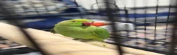 Ringnecks birds for sale: Young Indian Ringneck with cage  in Edgware - Advert 1