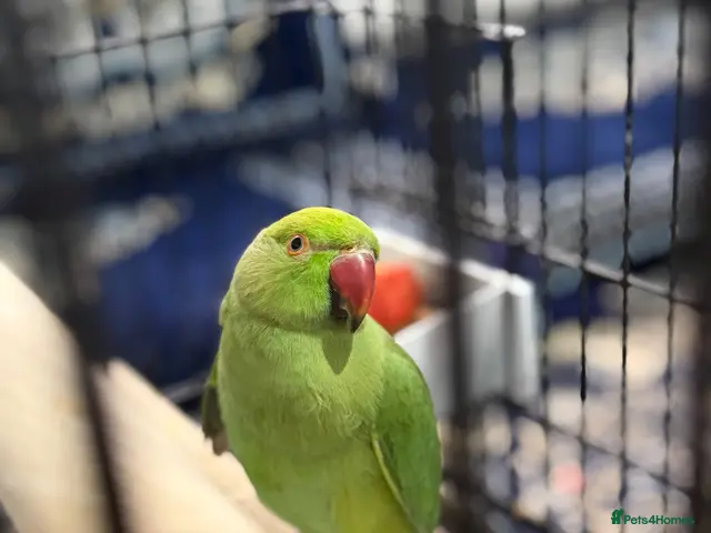 Ringnecks birds for sale: Young Indian Ringneck with cage - Advert 2