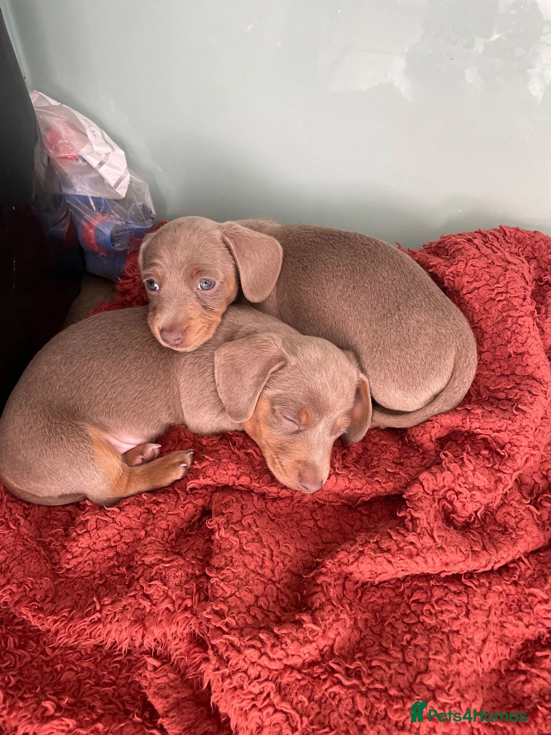 Dachshund dogs for sale: Dachshund puppies Isabella and Tan in Wolverhampton - Advert 2