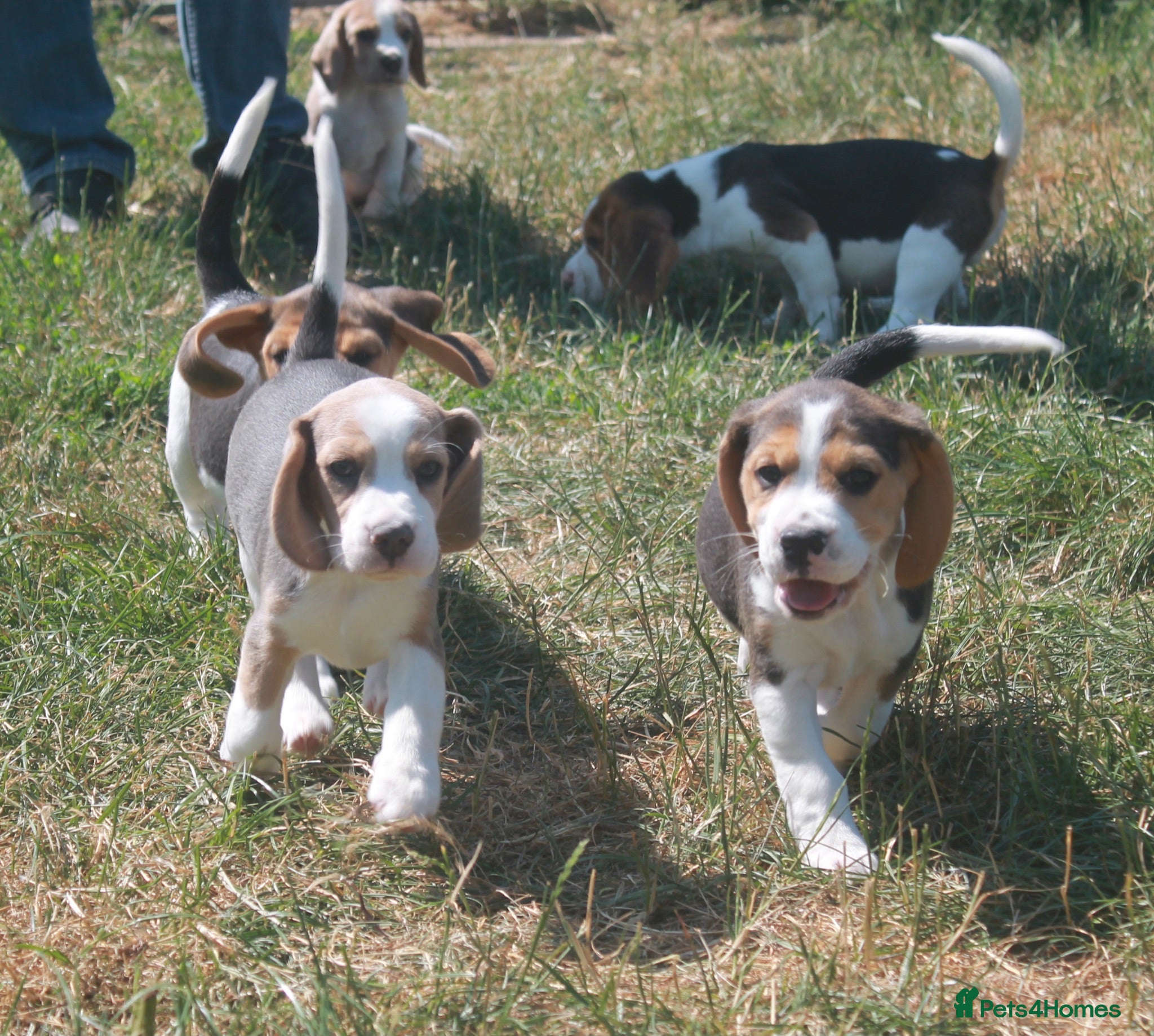 Beagle dogs READY NOW STUNNING KENNEL CLUB REG BEAGLE PUPPIES - Advert 1