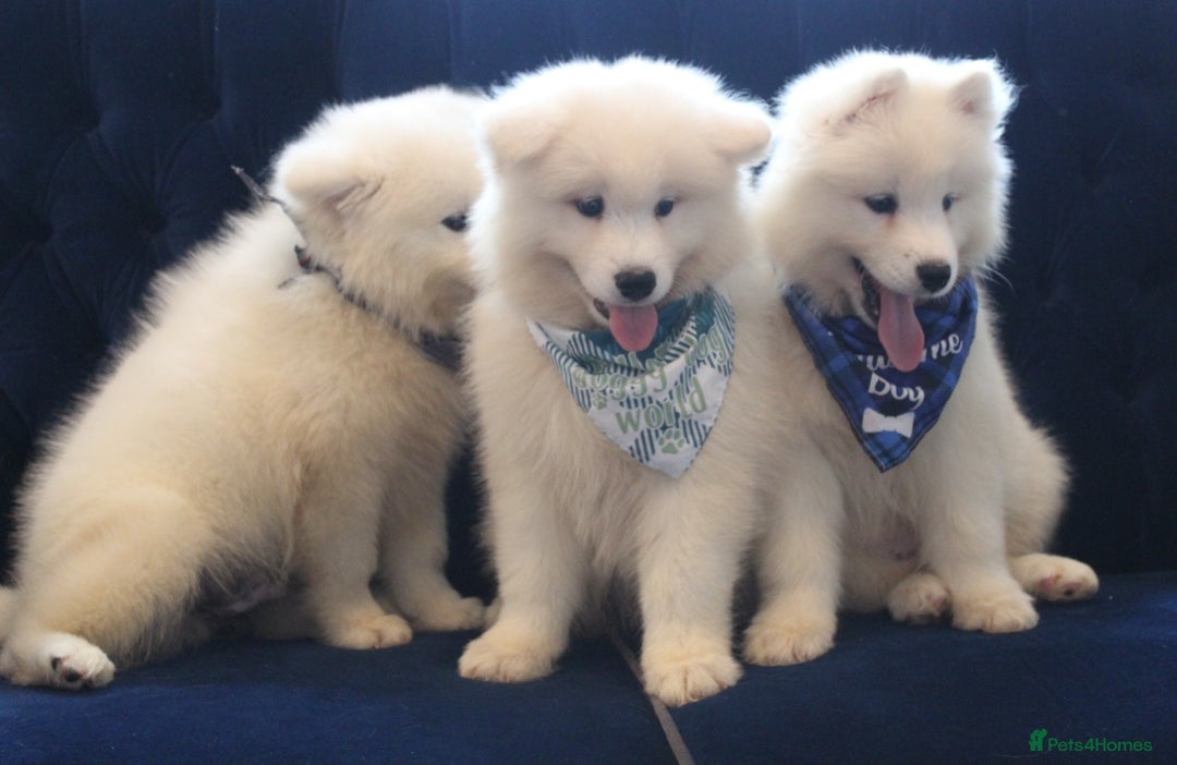 Samoyed dogs for sale: Samoyed puppies looking for the new loving  home - Image 26