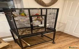 Parrots birds for sale: Beautiful Senegal Parrot & cage - Image 2