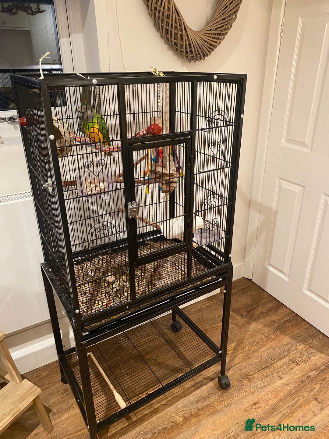 Parrots birds for sale: Beautiful Senegal Parrot & cage - Image 2