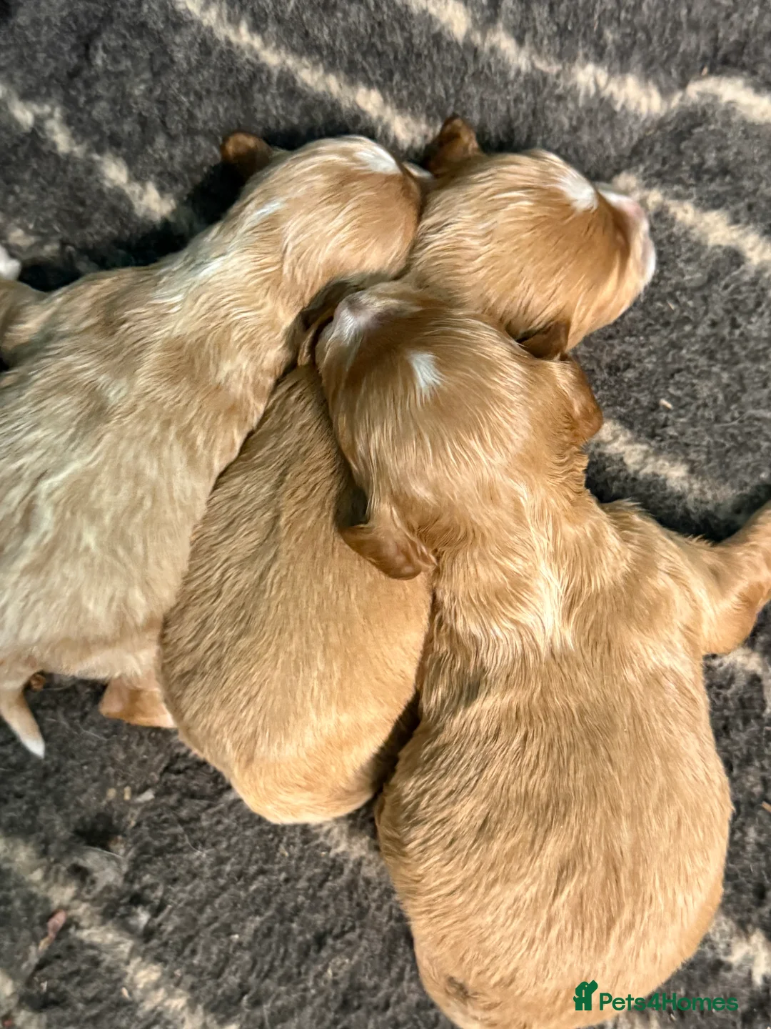Cavapoo dogs for sale: Stunning F1 - Advert 5