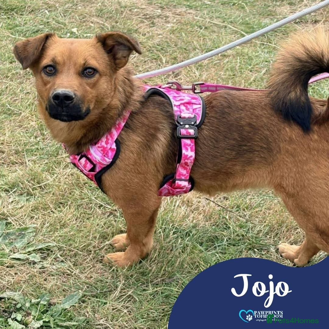 Mixed Breed dogs for adoption: Meet Jojo, currently residing in Essex - Image 1