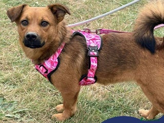 Mixed Breed dogs for adoption: Meet Jojo, currently residing in Essex - Advert 1
