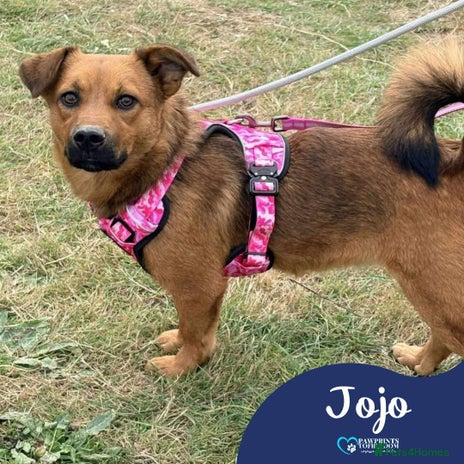 Mixed Breed dogs Meet Jojo, currently residing in Essex - Advert 8
