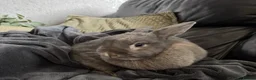Dutch rabbits for sale: Bambi  - Advert 4