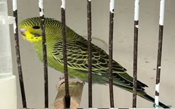 Budgerigars birds for sale: Budgerigars for sale mixed ages mixed genders - Image 13