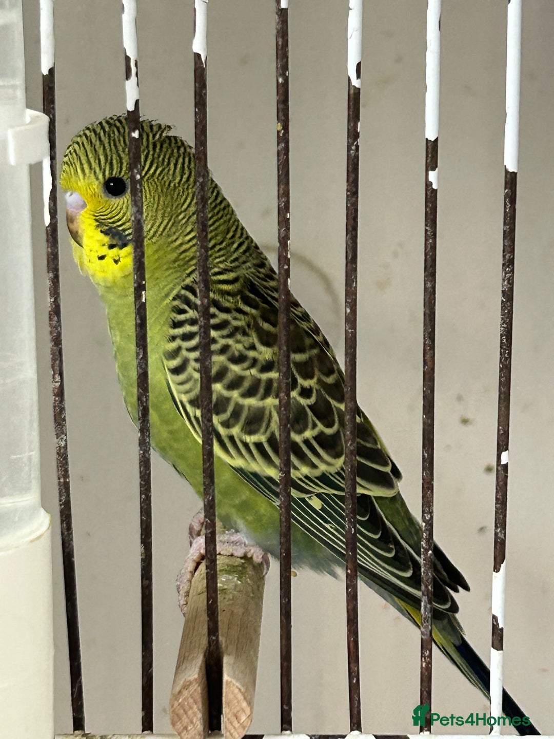 Budgerigars birds for sale: Budgerigars for sale mixed ages mixed genders - Image 13