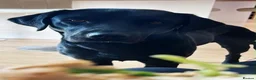 Labrador Retriever dogs for stud: KC Black Labrador available for Stud - Advert 6