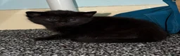 Mixed Breed cats for sale: Black kitten in Dover - Advert 17