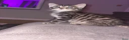 Mixed Breed cats for sale: Male kitten  - Advert 4