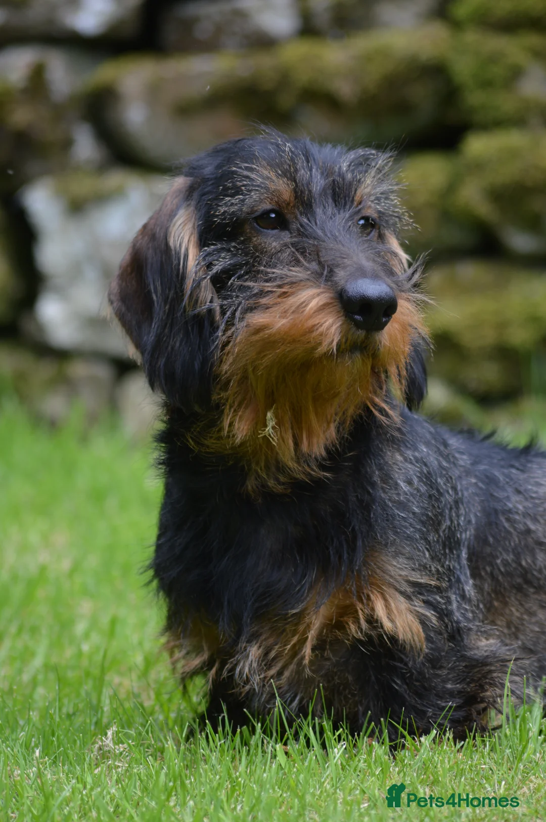 Dachshund dogs for stud: CHAMPION LINES 0% COI WIREHAIRED DACHSHUND STUD  in Stockton-on-Tees - Advert 17