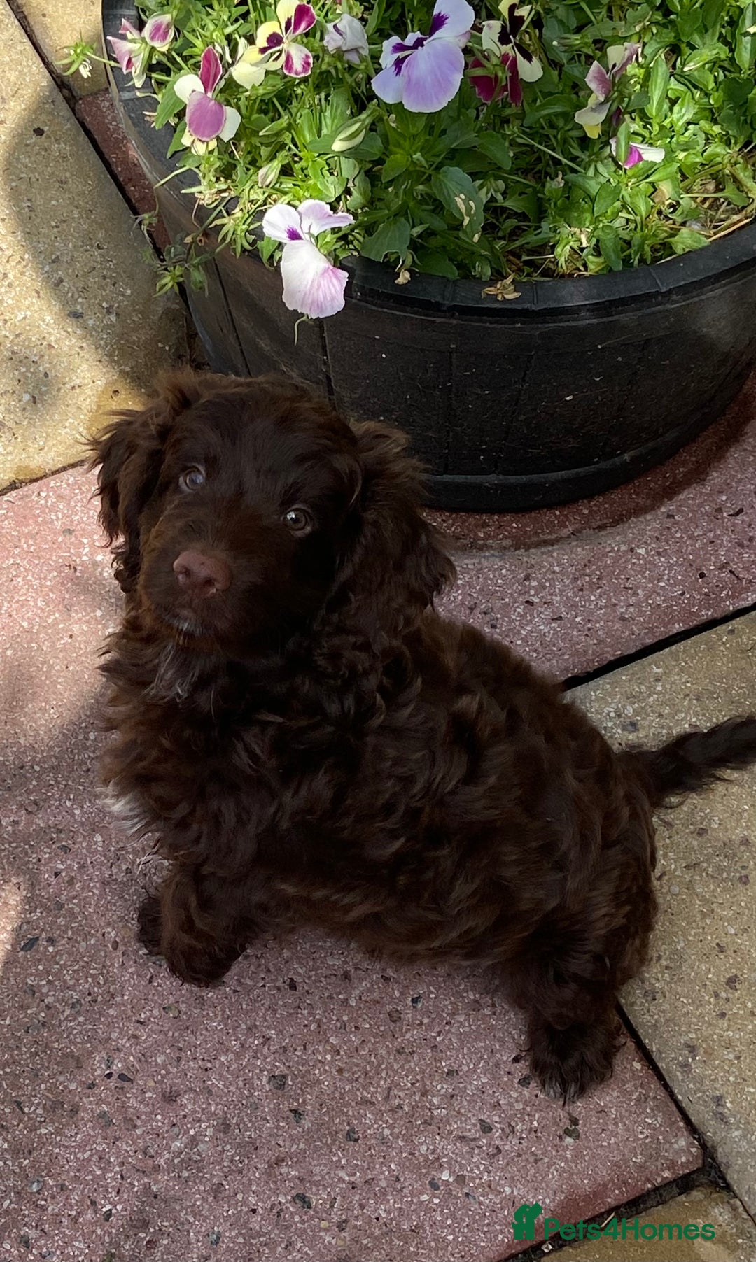 Cockapoo dogs for sale: last F1 boy ready now - Image 28