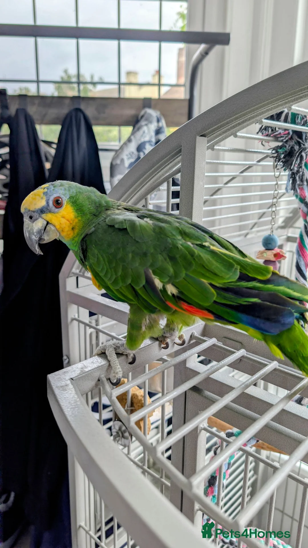 Parrots birds for sale: Amazon parrot  in Clacton-on-Sea - Advert 1