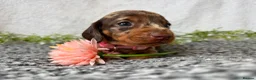 Miniature Dachshund dogs for sale: KC pedigree Mini Dachshund puppies - Advert 10