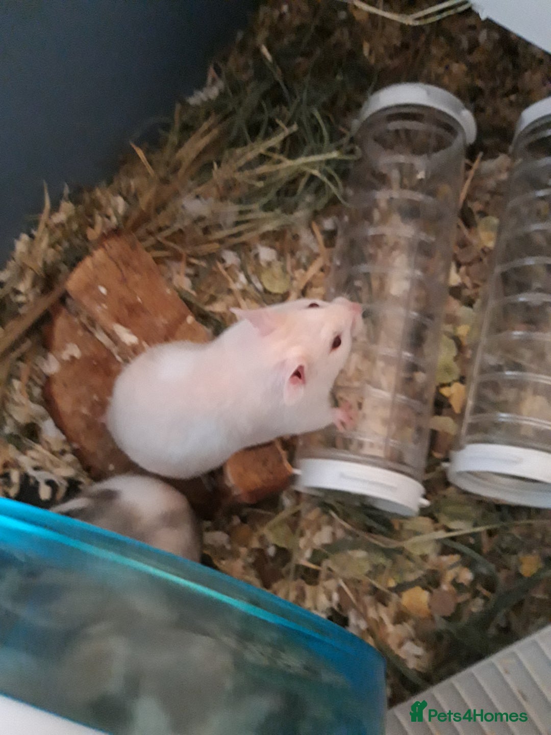 Hamster rodents for sale: Baby syrian hamsters long and short hair £12 each in Manchester - Image 6