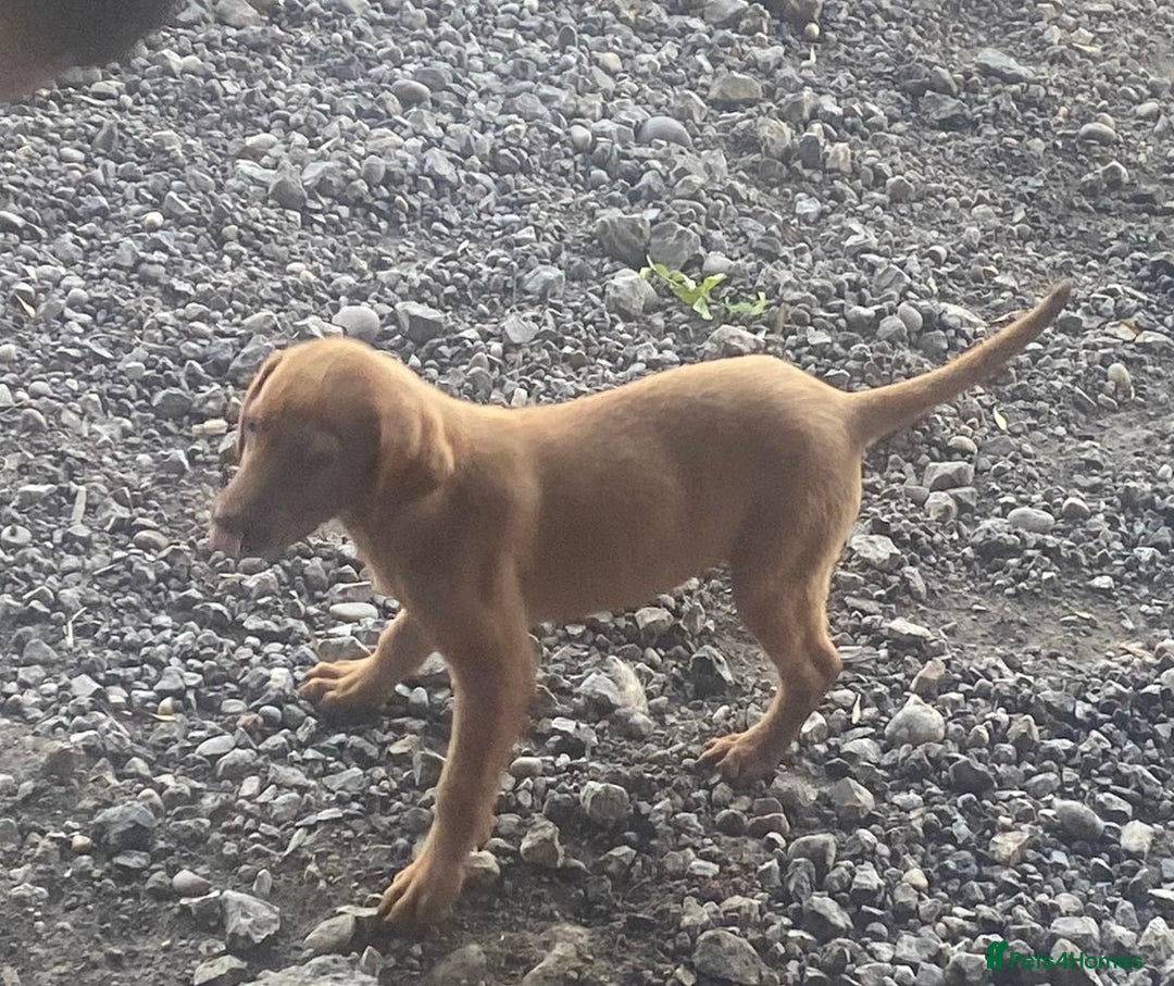 Labrador Retriever dogs for sale: Fox Red Working Labrador puppies for sale - Image 1