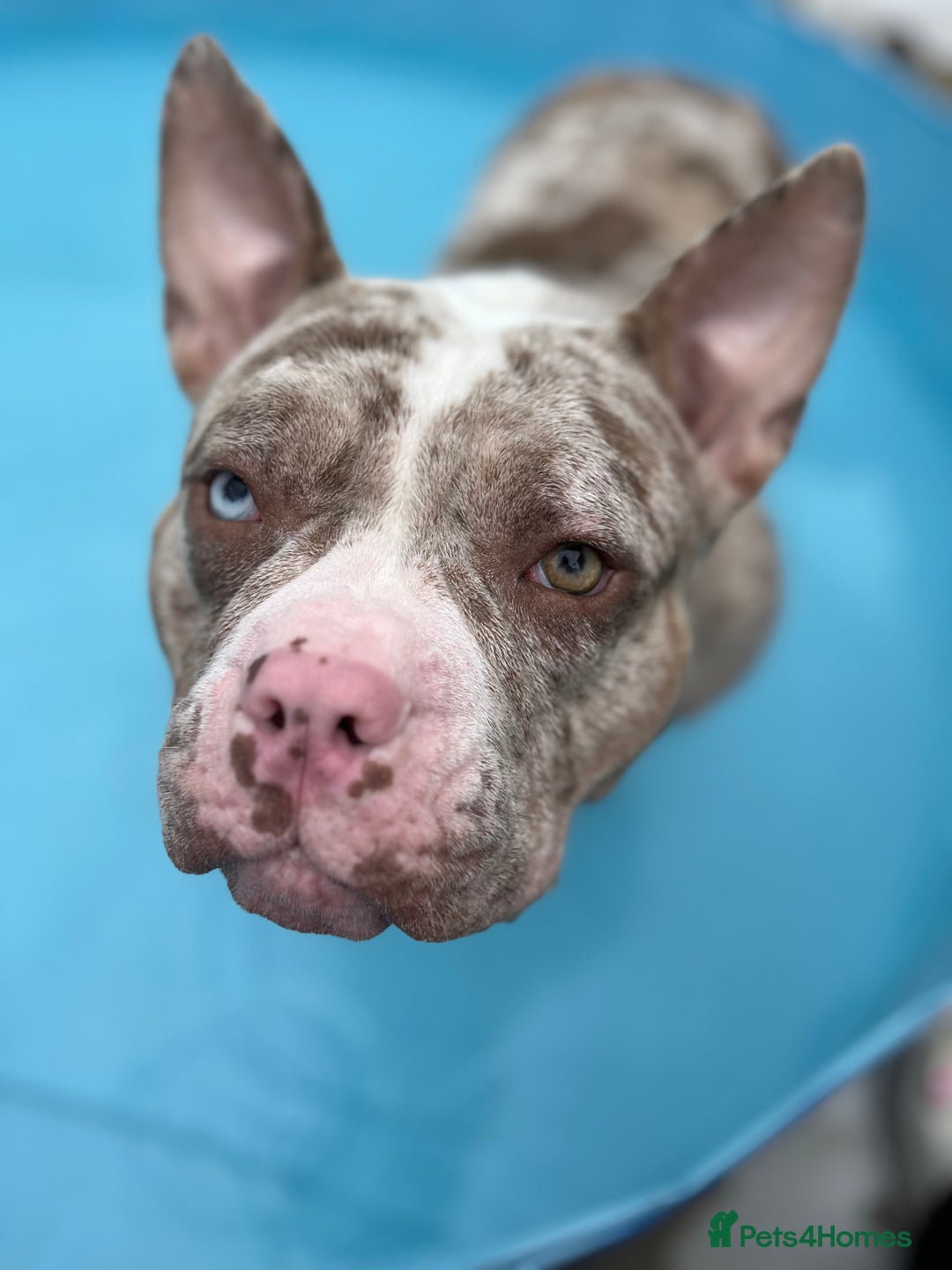 Mixed Breed dogs for sale: French/pocket bulldog  - Image 3