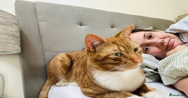 Mixed Breed cats - Advert 11