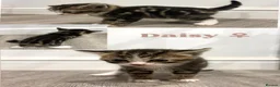 Mixed Breed cats for sale: Beautiful British Shorthair Cross Kittens  - Advert 13