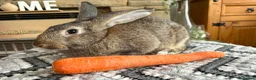Continental Giant rabbits for sale: Continental giant buck - Advert 3
