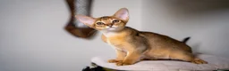 Abyssinian cats for sale: Caspian Boy - elegant, unique champion line🥇 - Advert 37