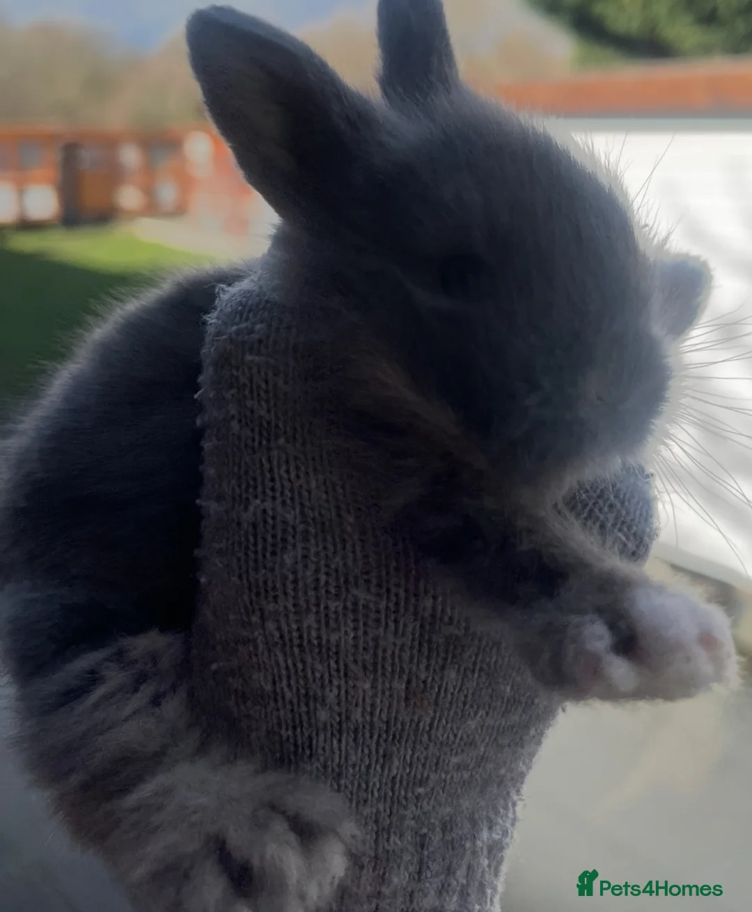 Lionhead rabbits for sale: Baby bunnies ready to reserve  - Advert 5