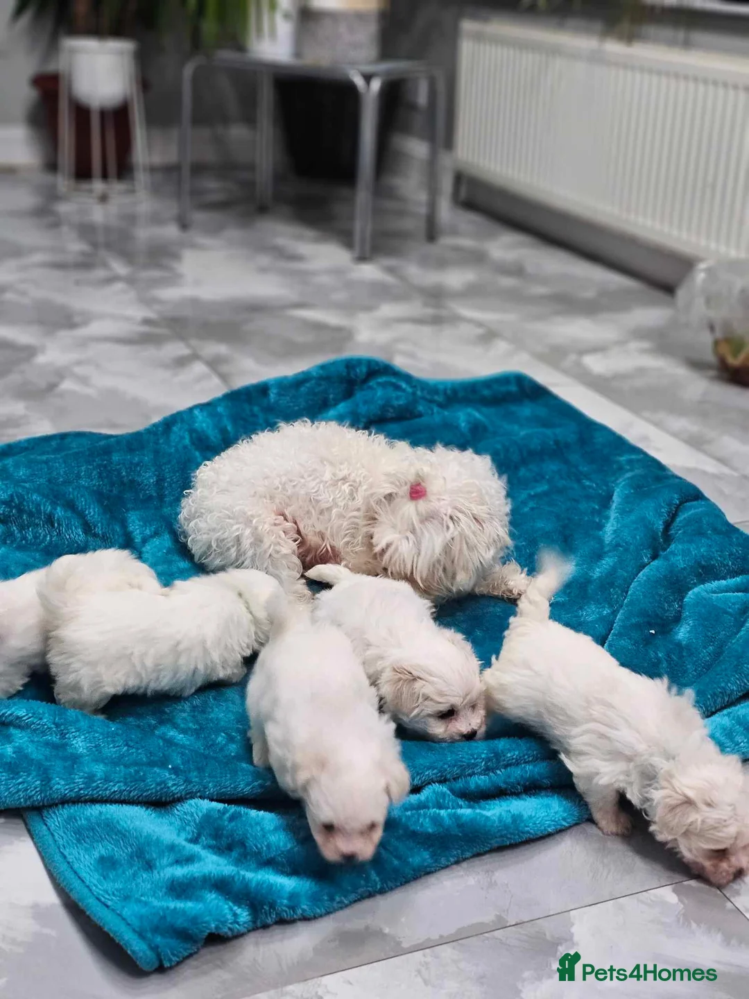 Maltese dogs for sale: 🐶 Adorable Maltese Puppies for Sale 🐶 - Advert 6