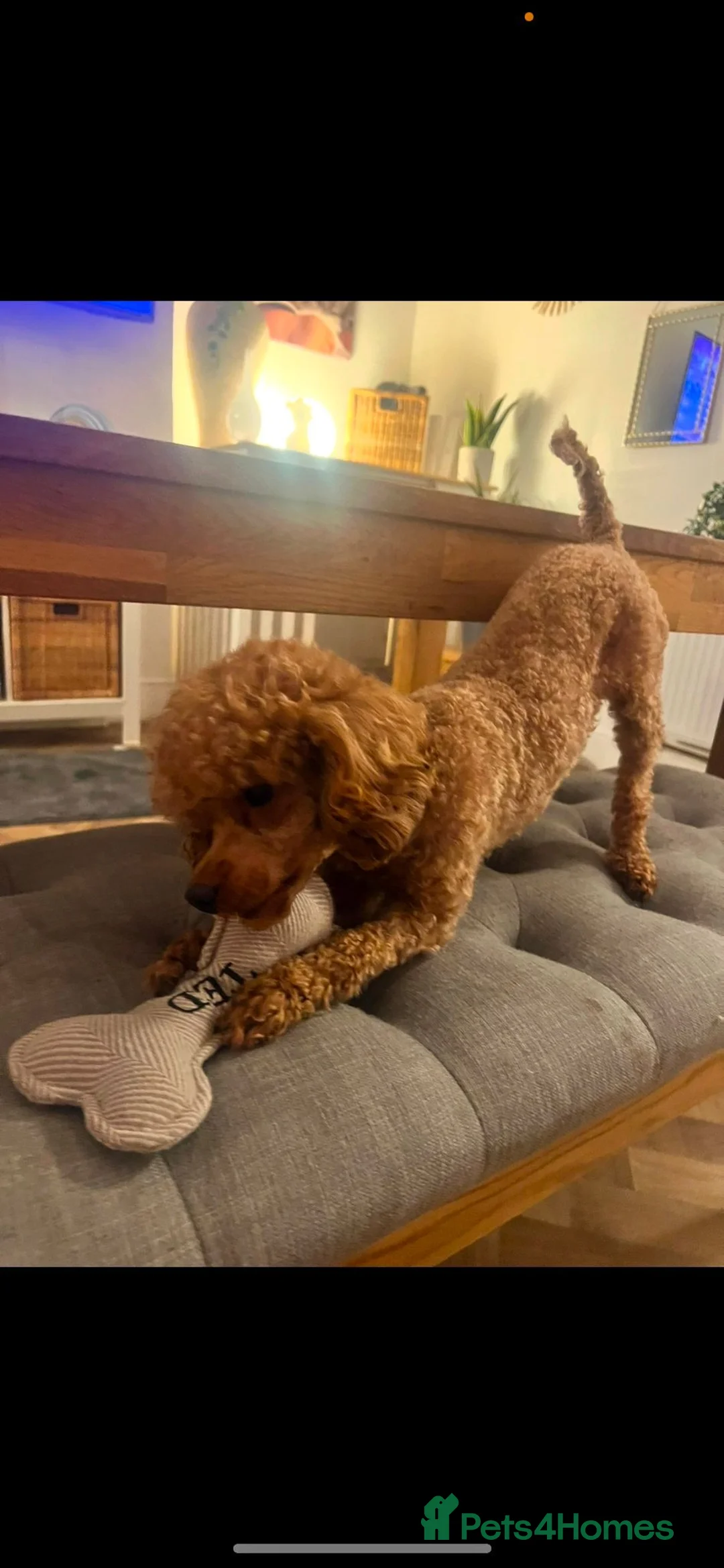 Toy Poodle dogs for sale: Toy Poodle Ted looking for it forever Home - Advert 2