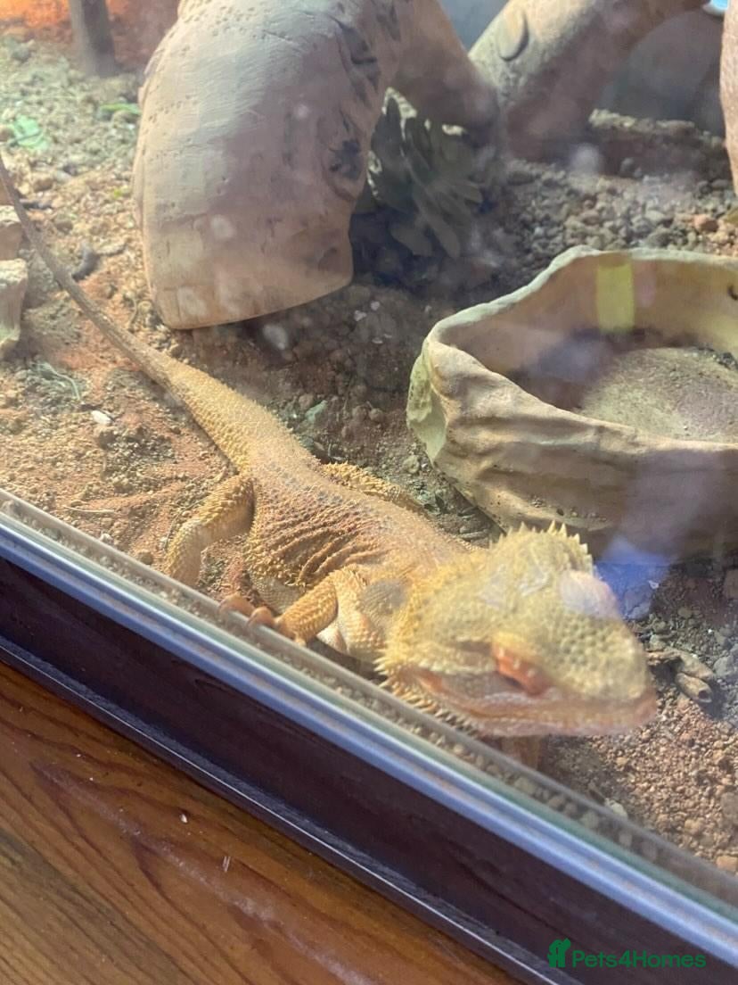 Bearded Dragon reptiles Bearded dragon  - Advert 1