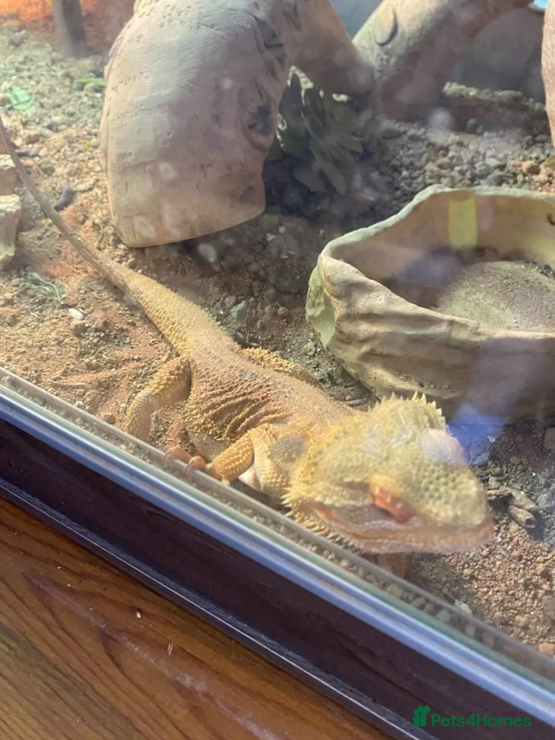Bearded Dragon reptiles for sale: Bearded dragon  in Radstock - Advert 1