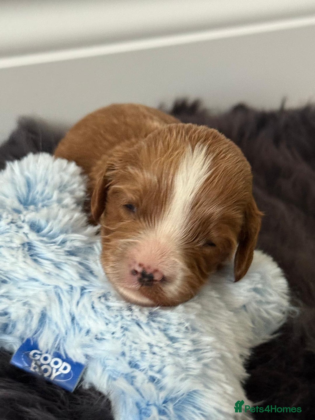 Cavapoo dogs for sale: Beautiful F1b Cavapoo's 🧬 DNA Tested Parents - Image 6